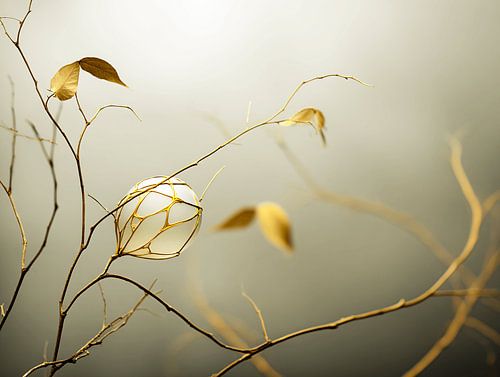 Gold vein in the Silence