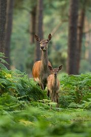 Red deer with young in forest landscape with ferns by Jeroen Stel
