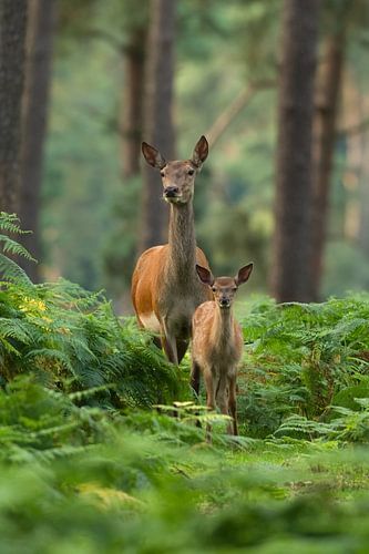 Edelhert met jong in boslandschap met varens