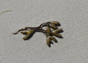 Plante marine sur la plage