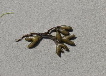 Zeewier op het strand