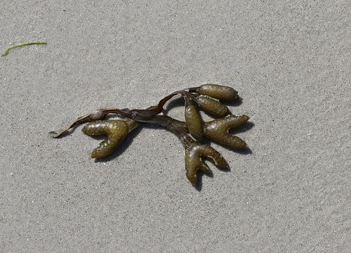 Zeewier op het strand van Matthias Brix