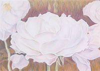 Witte roos