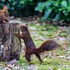 Squirrels in the garden by Marlies Gerritsen Photography