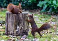 Squirrels in the garden