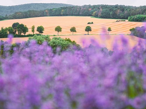 Petite Provence in de Lipperland