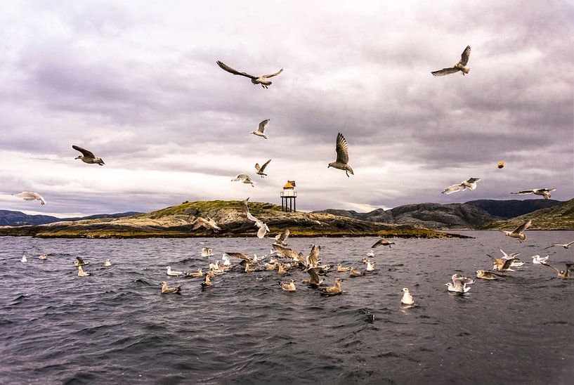 Argumentieren Sie von Cathfish photography by Cathie Lefieuw