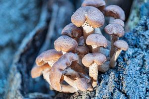 paddenstoelenfamilie in het bos van Karin Riethoven