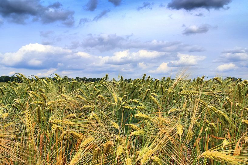Close up of a wheat field in summer with clouds in the sky by MPfoto71