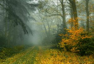 Herfstbos in de mist van Peter Bolman