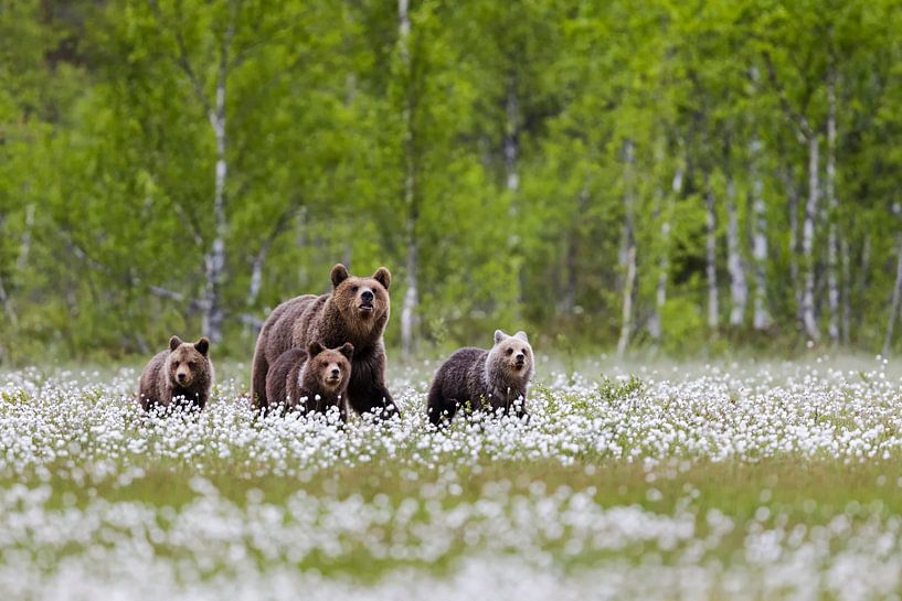 Bärenmama mit ihrer Rasselbande von Daniela Beyer