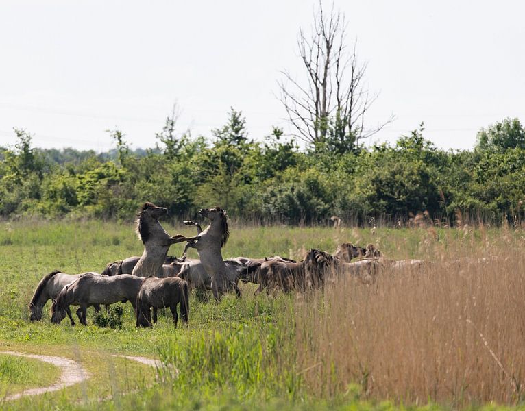 Les chevaux du roi par Ingmar de Vegte | Fotografie & Design