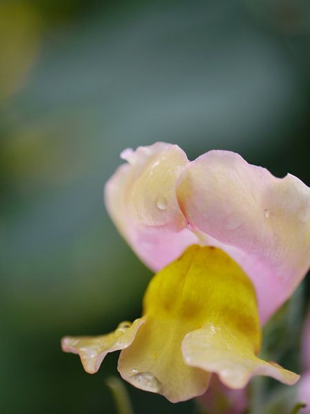 Fleurs sauvages par Anouk Beunen