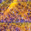 Macro van herfstblad in zonlicht met waterdruppels. van Mark Scheper