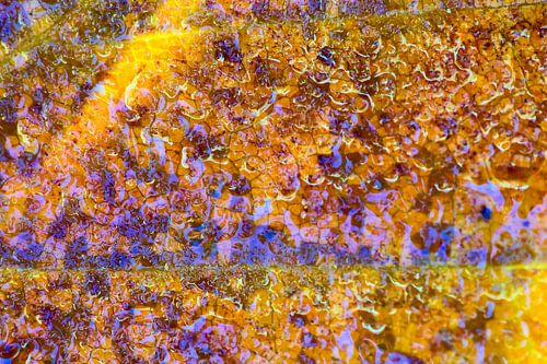 Macro van herfstblad in zonlicht met waterdruppels.