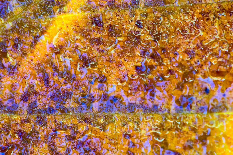 Makro von Herbstblatt im Sonnenlicht mit Wassertropfen. von Mark Scheper