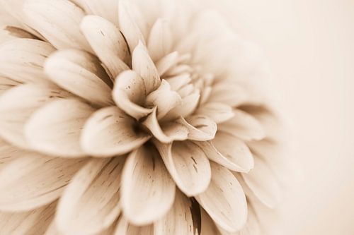Close up van een Dahlia in mooie sepia tint