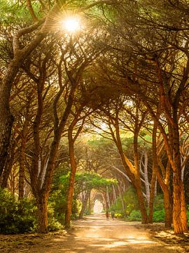 Wandeling in het dennenbos van Denis Feiner