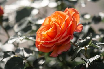 orange Rose von Tania Perneel