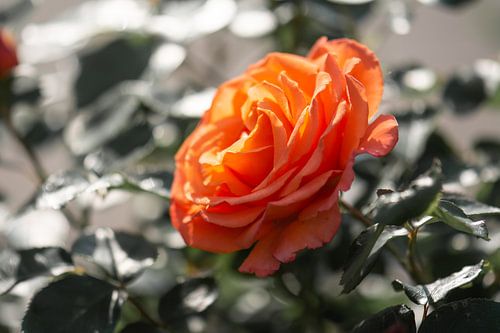 orange rose