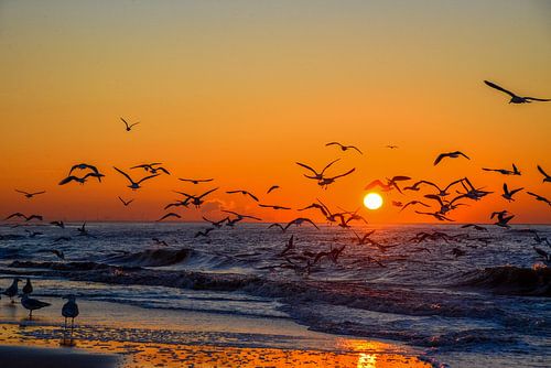 meeuwen en zonsondergang op strand in Den Haag