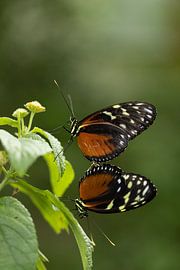 Heliconius Hecale sur Blackbird PhotoGrafie