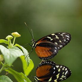 Heliconius Hecale by Blackbird PhotoGrafie