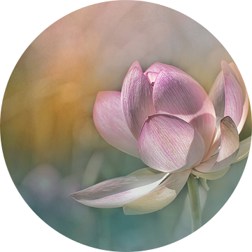 Lotusbloesem in pastel van ahafineartimages