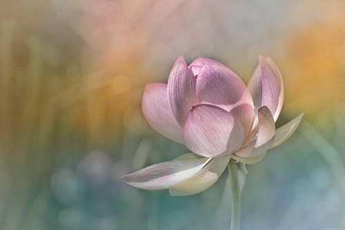 Zarte Lotusblüte in Pastel