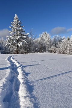 Footprints in the snow in a field by Claude Laprise