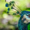Portret van een majestueuze pauw tegen natuurlijke achtergrond van pixxelmixx
