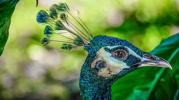 Portret van een majestueuze pauw tegen natuurlijke achtergrond van pixxelmixx