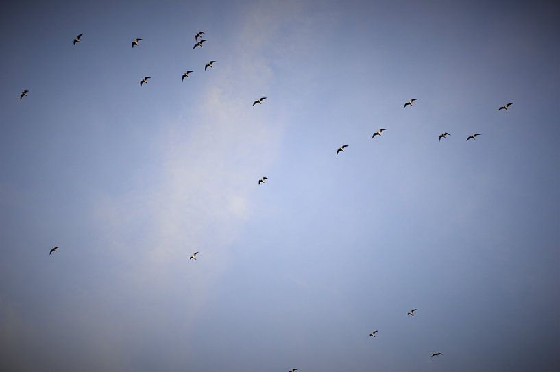 meeuwen die naar het zuiden vliegen by Tobias Van der ploeg