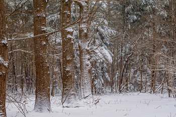 Oak Lane im Schnee