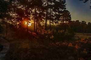 Die Drentse Heide bei Sonnenaufgang