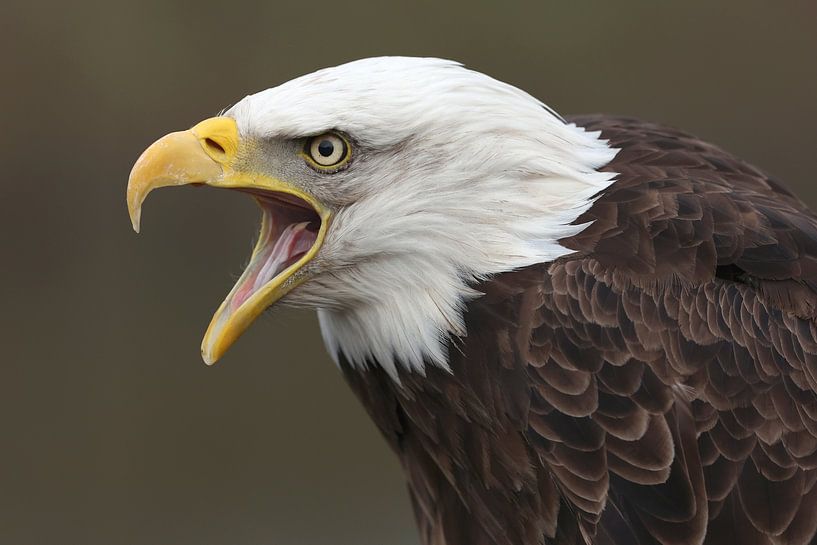 Bald Eagle (Haliaeetus leucocephalus) by Ronald Pol