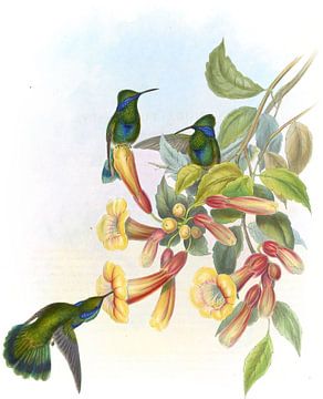 Mexicaans Violet-ear, John Gould van Hummingbirds