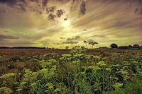 Zonsondergang Haagse Beemdenbos