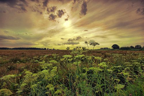 Sunset The Hague Beemdenbos