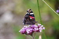 Butterfly on flowers
