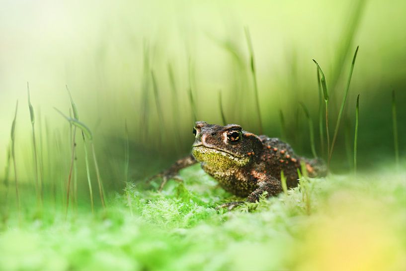 Between the high moss von Michelle Zwakhalen