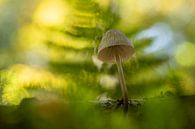 Mycena-Pilz in verträumter Atmosphäre von Erik Veltink Miniaturansicht