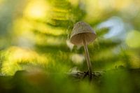 Mycena fungus in dreamy atmosphere