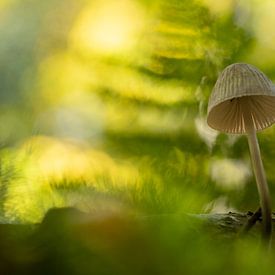 Mycena fungus in dreamy atmosphere by Erik Veltink