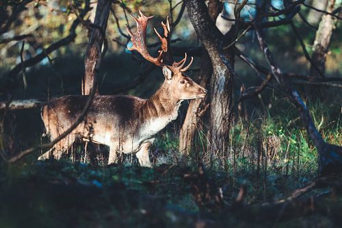 Deer in the sun