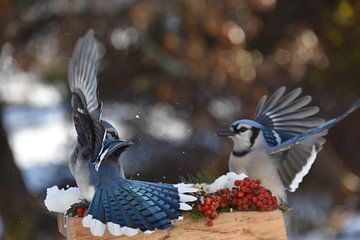 Blauwe gaaien bij de Garden Feeder van Claude Laprise