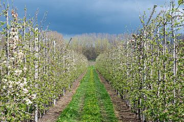 De fruitbloesems zijn er weer! van Werner Lerooy