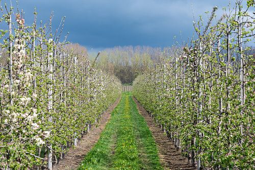 The fruit blossoms are here again!