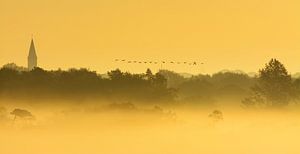 Overvliegende ganzen in mistig landschap van Remco Van Daalen