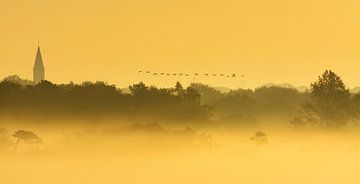 Gänse, die in einer nebligen Landschaft über den Himmel fliegen von Remco Van Daalen